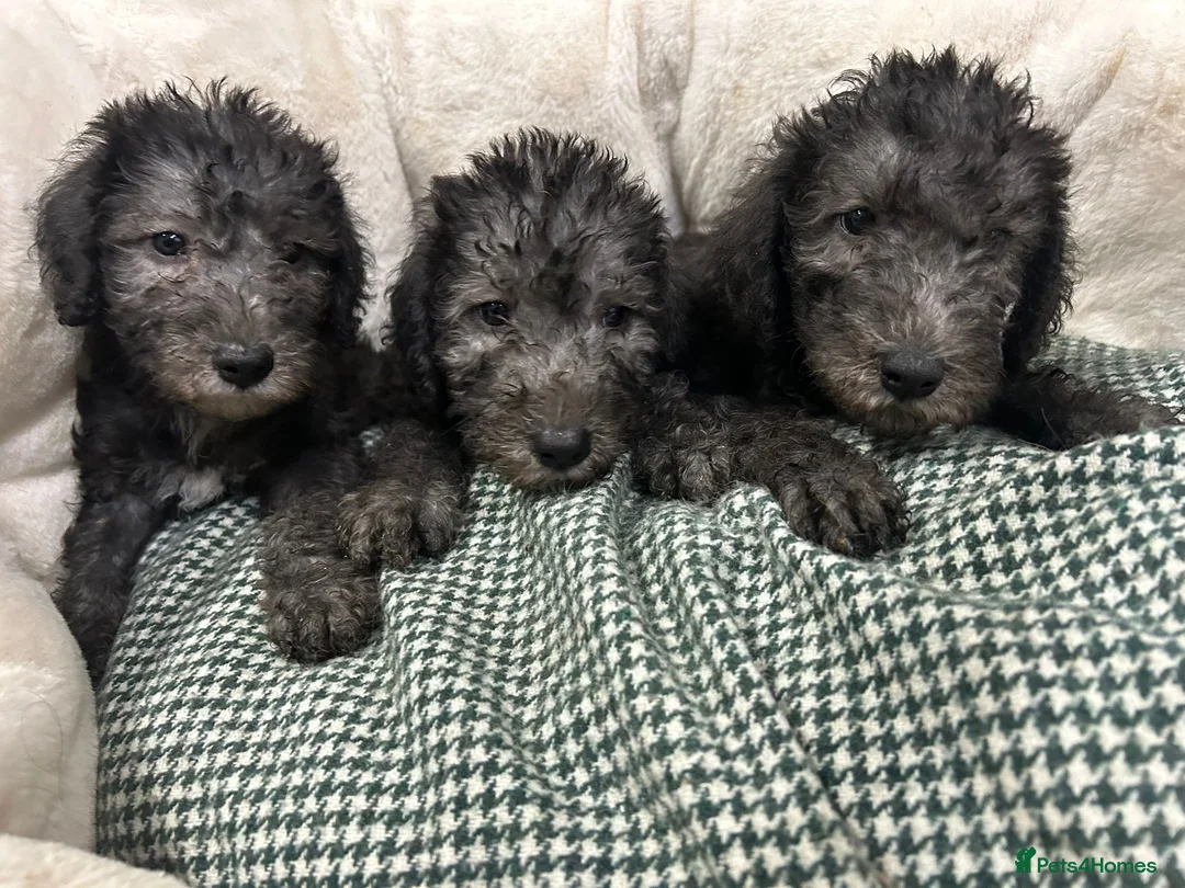 Bedlington Terrier dogs for sale: Top Quality CT Clear Bedlington Puppies - Advert 1