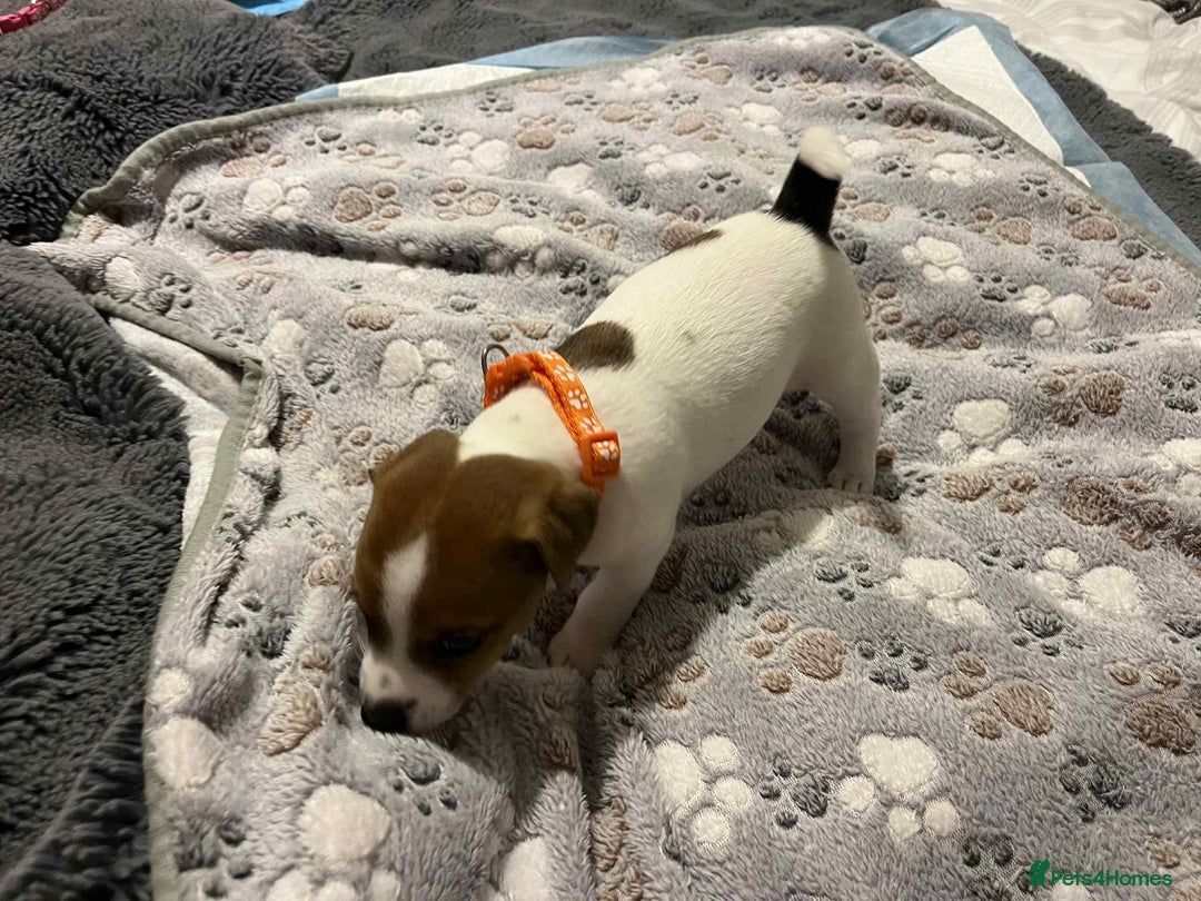 Jack Russell dogs for sale: Jack Russell Puppies for Sale  - Image 17