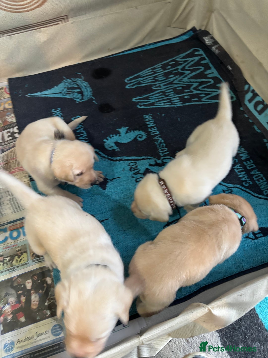 Labrador Retriever dogs for sale: 7 stunning chunky yellow Labradors - Advert 2