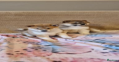 Japanese Shiba Inu dogs - Advert 2