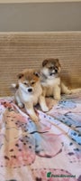 Japanese Shiba Inu dogs - Advert 2