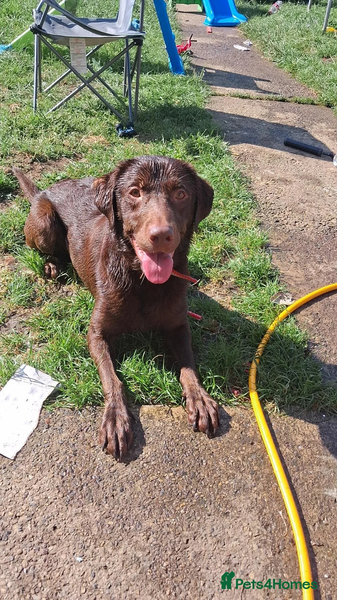 Labrador Retriever dogs for stud: Rich chocolate Lab STUD! - Advert 2