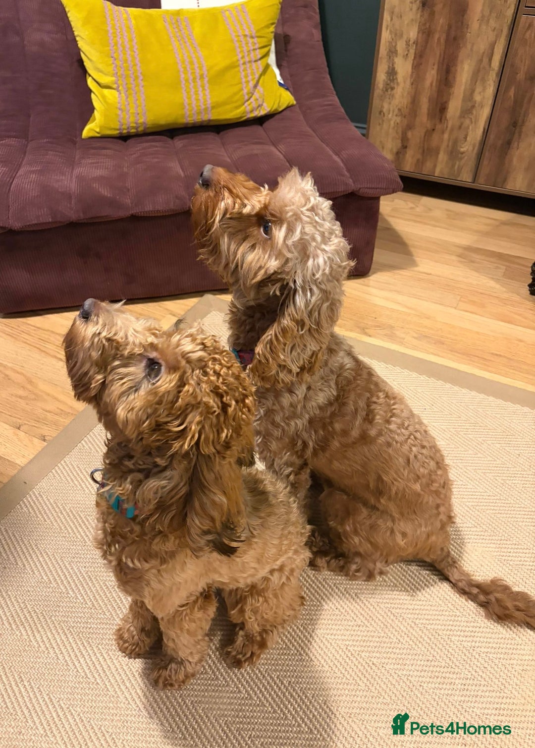 Cockapoo dogs for sale: 💥 Beautiful health checked F1B cockapoos 💥  - Advert 11
