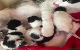 Mixed Breed cats for sale: ⭐️ 🐾🖤 KITTENS, BLACK AND WHITE, BOYS 🐾 ⭐️ - Image 9