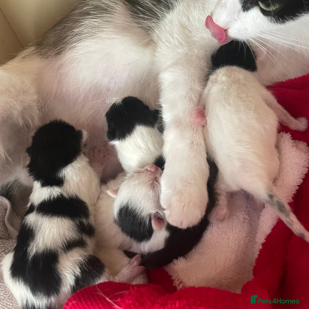 Mixed Breed cats for sale: ⭐️ 🐾🖤 KITTENS, BLACK AND WHITE, BOYS 🐾 ⭐️ - Image 9