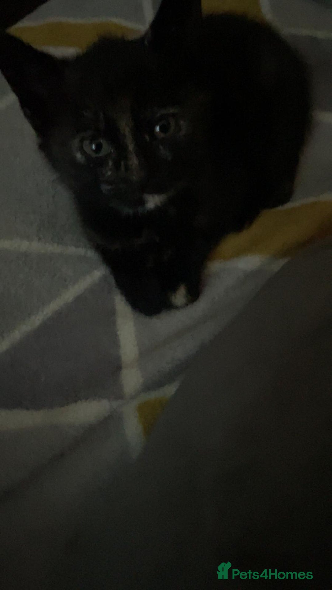 Mixed Breed cats for sale: 6 kittens for sale, ready now - Advert 8