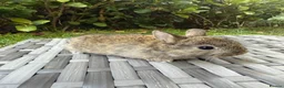 Netherland Dwarf rabbits for sale: Purebred Netherland Dwarf - Advert 3