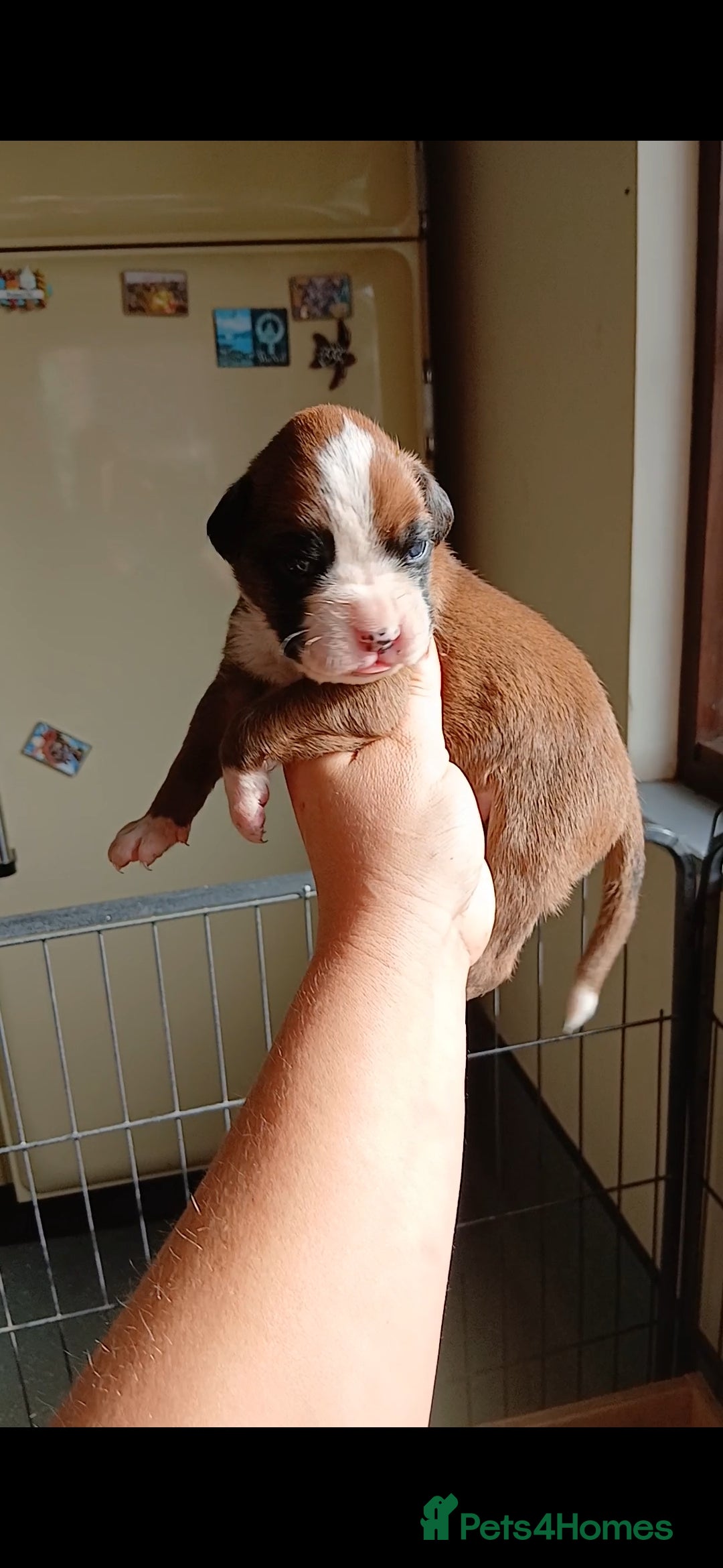 Boxer dogs for sale: Stunning kc registered boxer pups - Image 19