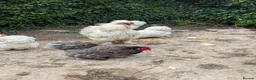 Chickens poultry for sale: 2 year old Silkie Cockeral in Crediton - Advert 4