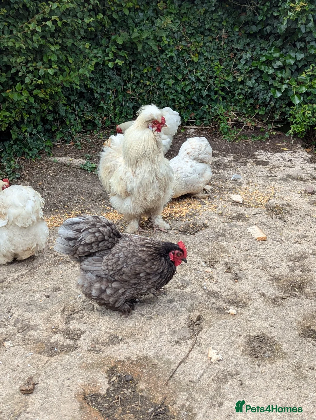 Chickens poultry for sale: 2 year old Silkie Cockeral in Crediton - Advert 4