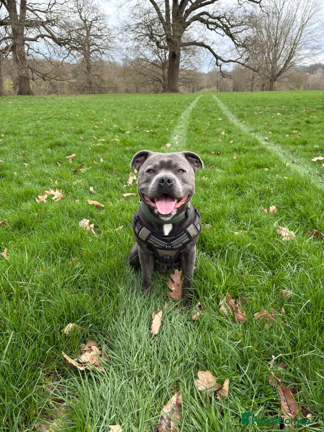 Staffordshire Bull Terrier dogs for stud: Blue Staffordshire Bull Terrier For Stud in Maidstone - Advert 1