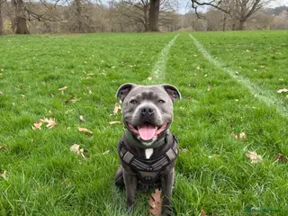 Staffordshire Bull Terrier dogs Blue Staffordshire Bull Terrier For Stud - Advert 3