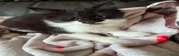 Mixed Breed cats for adoption: Playful kittens looking for their forever homes  - Advert 8