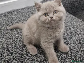 British Shorthair cats LAST ONE! Male Lilac British Shorthair For Sale! - Advert 1