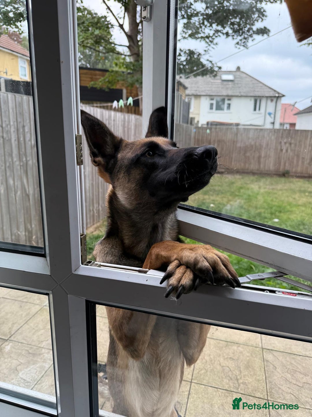 Belgian Shepherd Dog dogs for sale: Nicki - Image 8