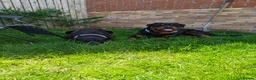 Rottweiler dogs for stud: Proven lovely nature big boy. KC registered  - Advert 3