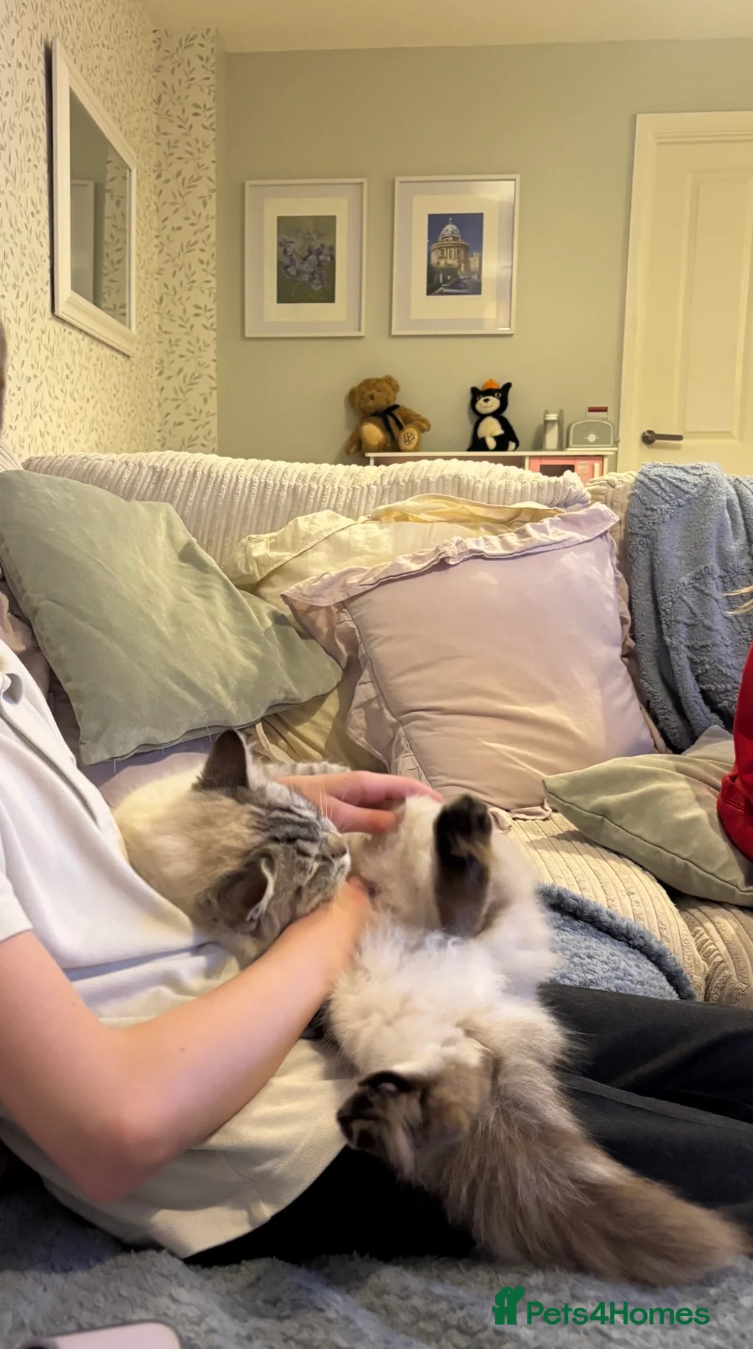 Ragdoll cats for sale: 🌸Beautiful seal lynx queen🌸 - Advert 5