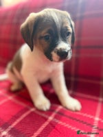 Mixed Breed dogs Beagles ready now - Advert 5