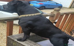 Staffordshire Bull Terrier dogs for stud: KENZDUO PENNE   CALL NAME ZEUS - Image 2