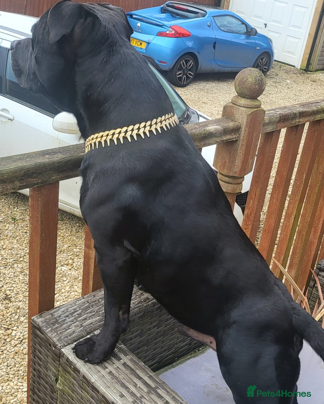 Staffordshire Bull Terrier dogs for stud: KENZDUO PENNE   CALL NAME ZEUS - Image 2