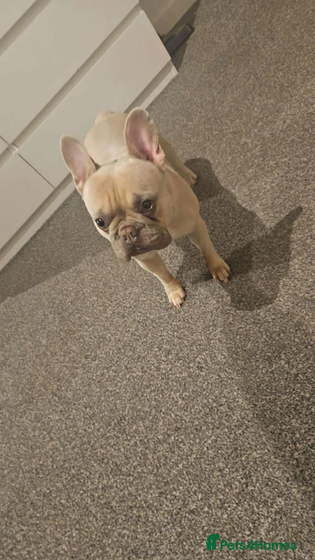 French Bulldog dogs for sale: French Bulldog bitch - Advert 3