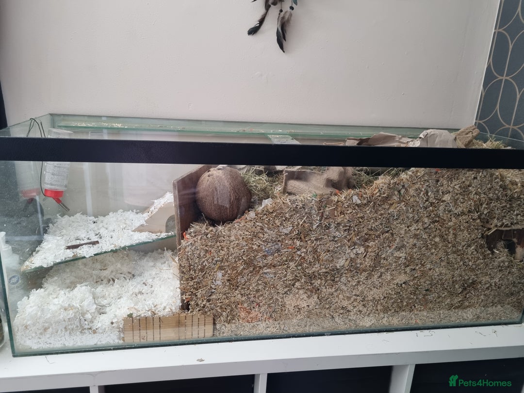 Gerbil rodents for sale: 2 male gerbils  - Image 5
