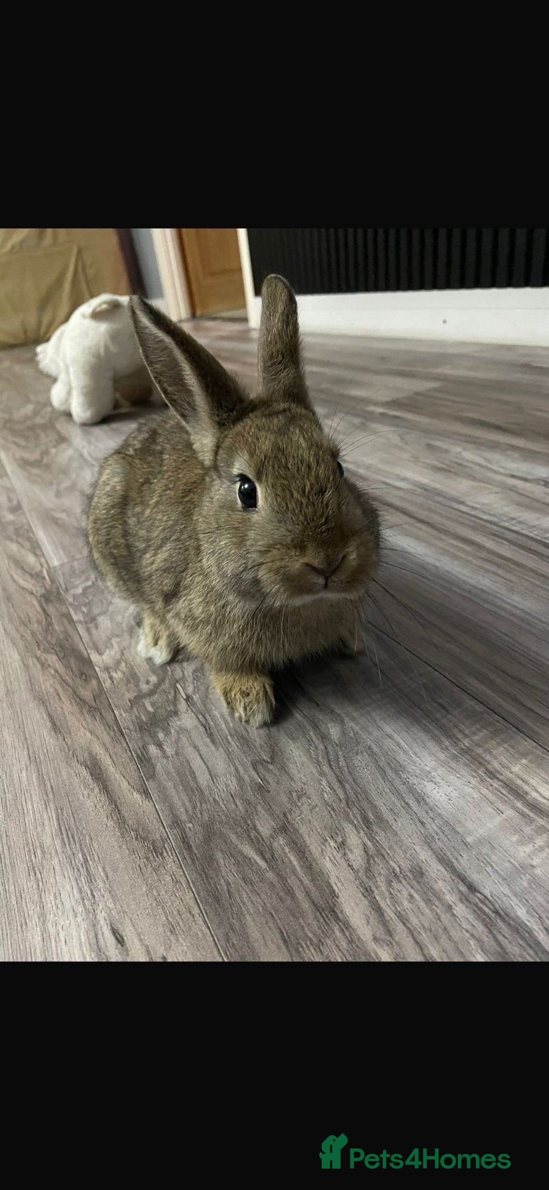 Mixed Breed rabbits for sale: Mixed breed little bunny - Advert 2