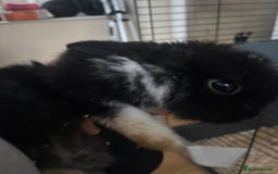 Rex rabbits for sale: Baby Rabbits for sale  - Advert 6