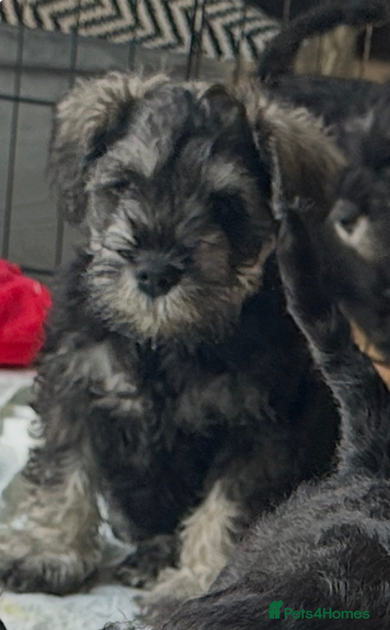 Miniature Schnauzer dogs Miniature Schnauzers - Advert 1