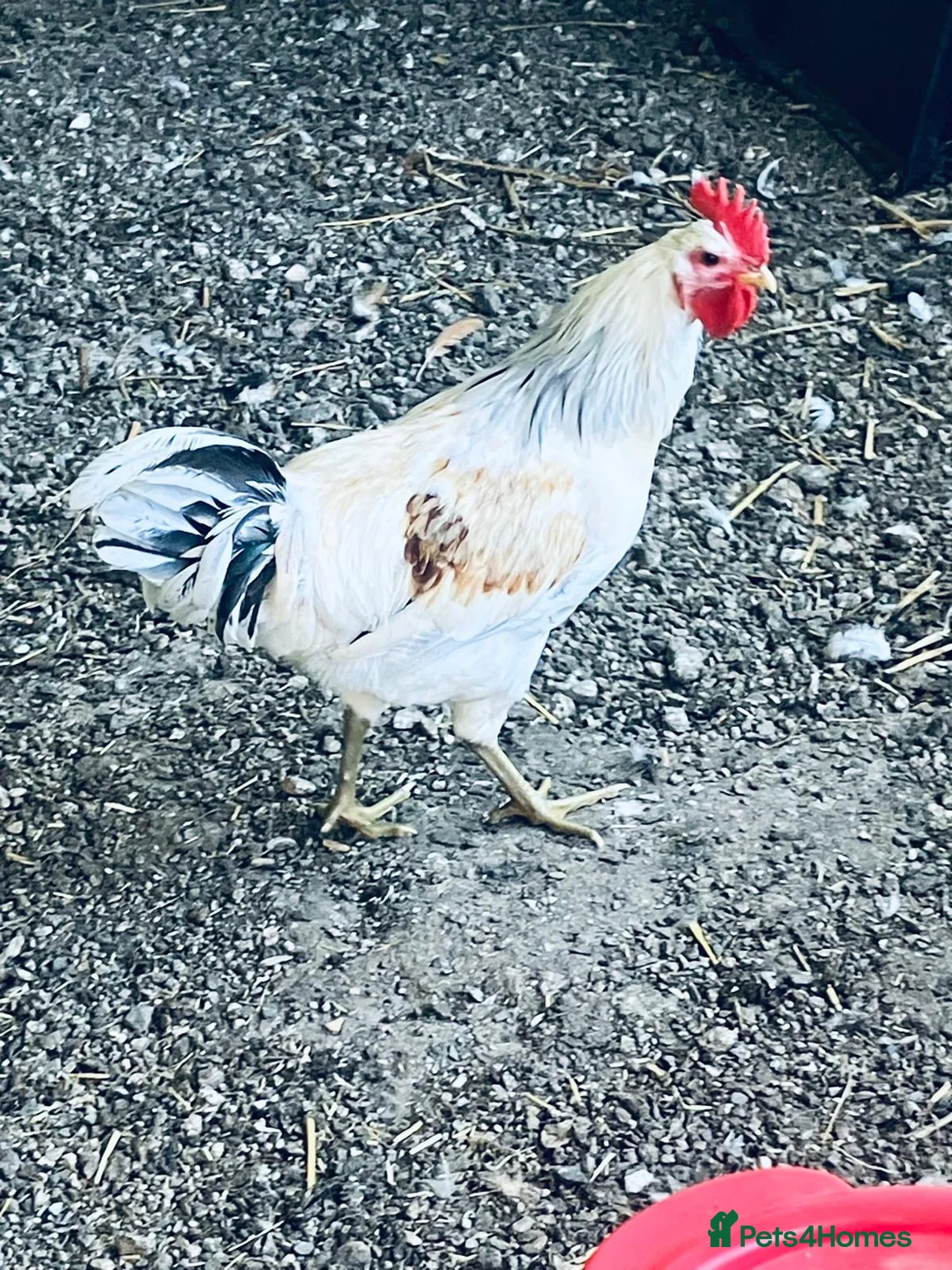 Chickens poultry for sale: Rooster  in Saint Columb - Advert 3