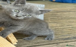 British Shorthair cats for sale: British shorthair kittens  - Image 4