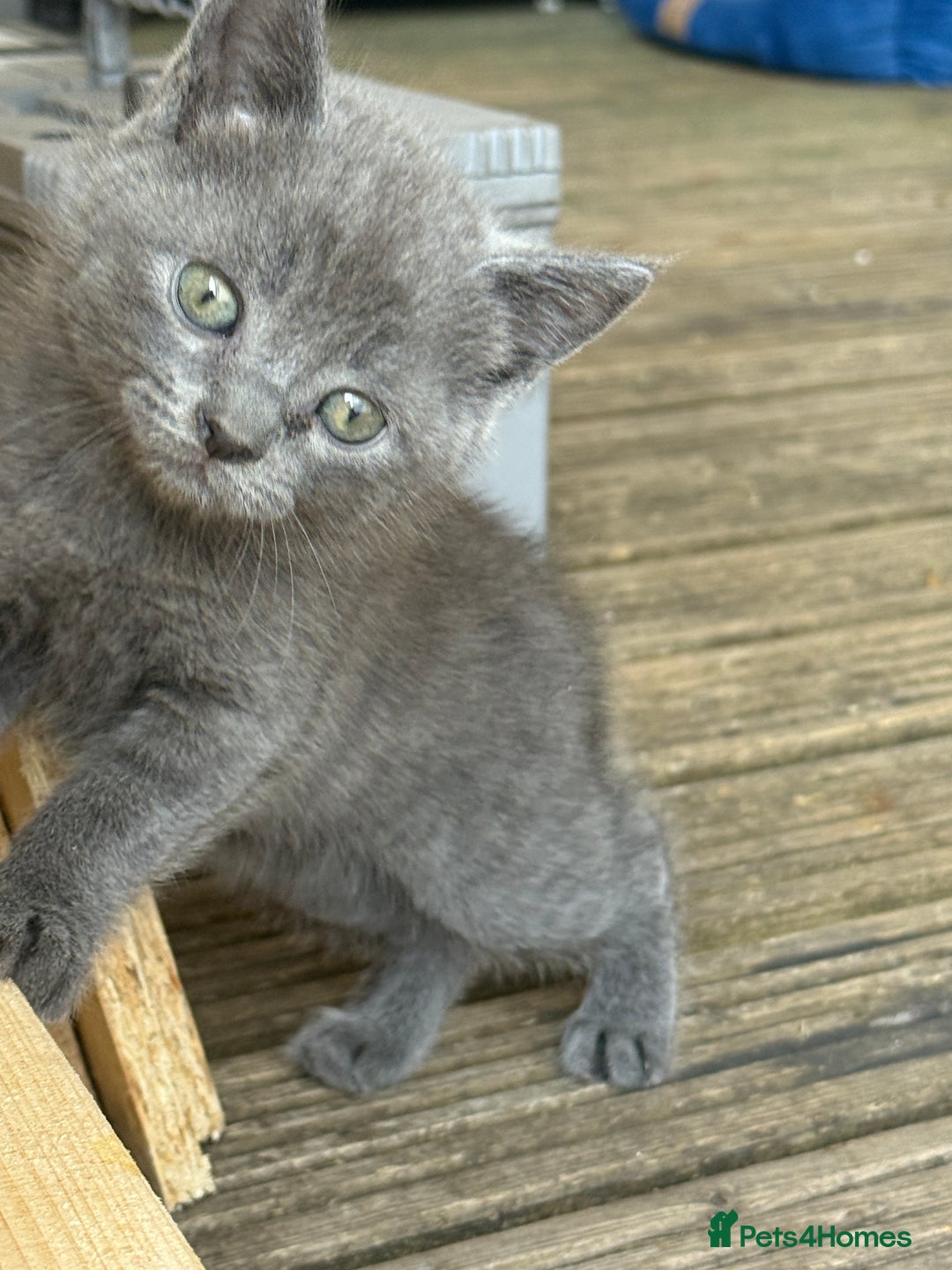 British Shorthair cats for sale: British shorthair kittens  - Image 4