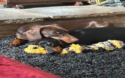 Miniature Dachshund dogs for sale: Miniature dachshund puppies  - Image 9