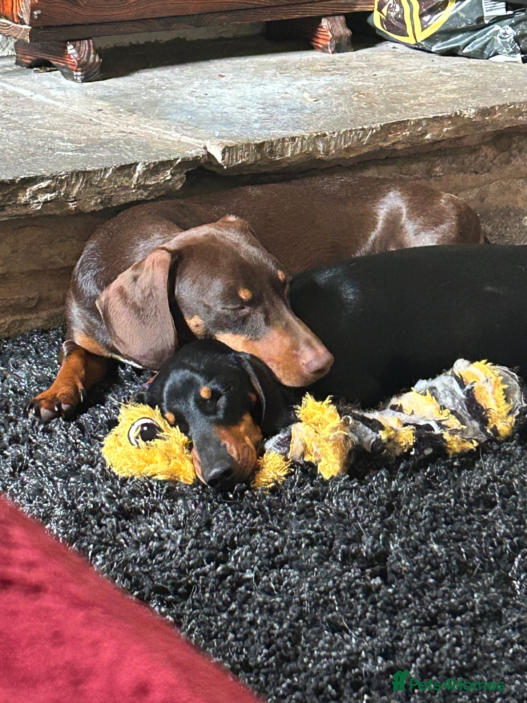 Miniature Dachshund dogs for sale: Miniature dachshund puppies  - Image 9