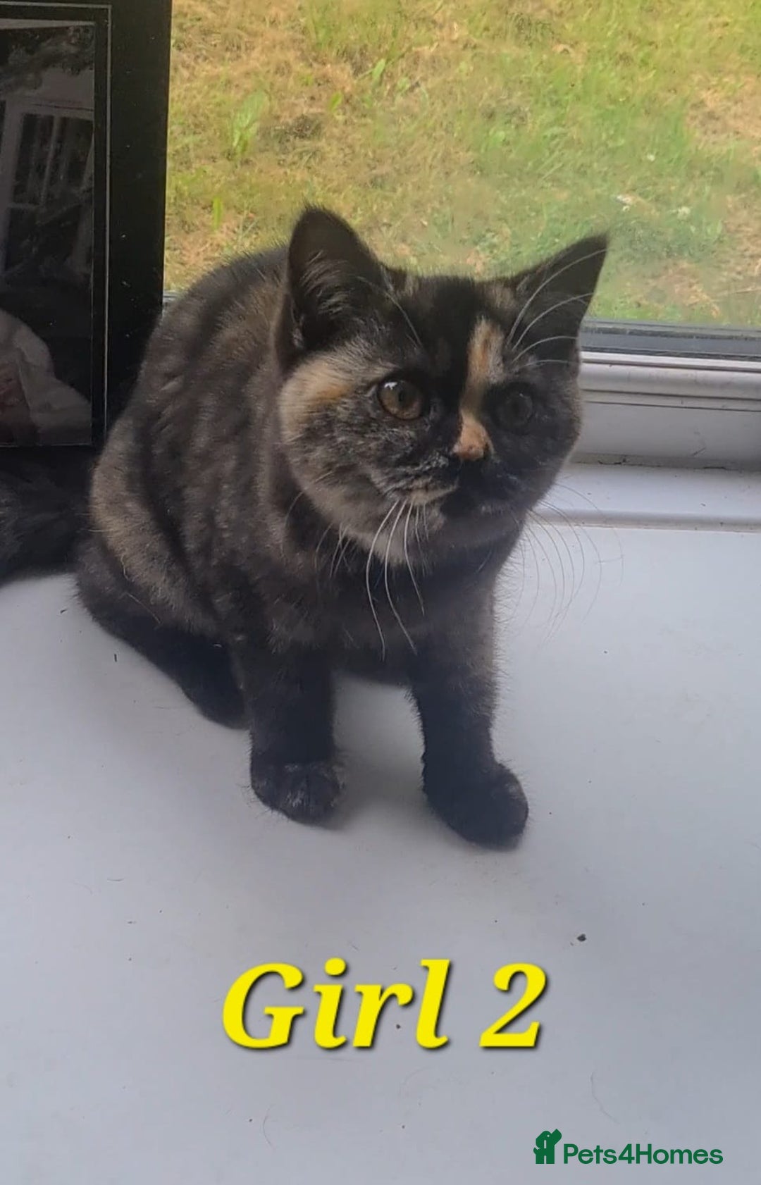 British Shorthair cats for sale: Ready to leave*bsh babies - Image 2