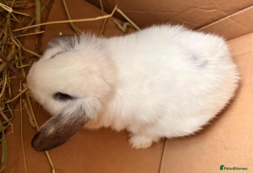 Mixed Breed rabbits for sale: Mini lop cross French lop baby rabbits.  - Image 2