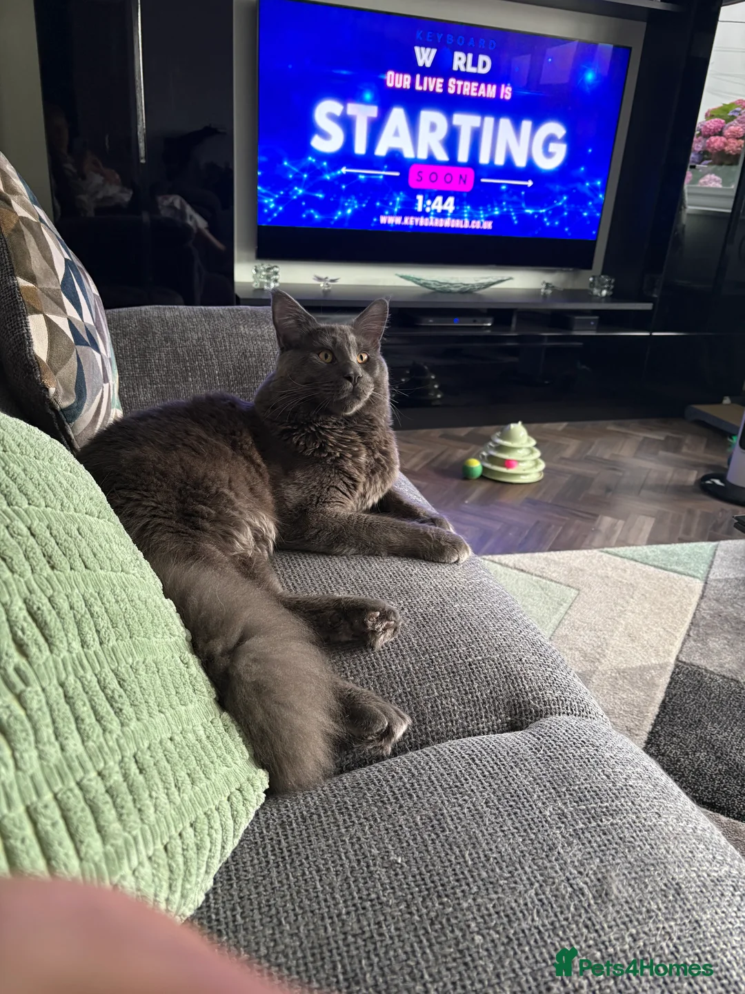 Maine Coon cats for sale: Male Maine coon  - Advert 5