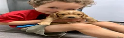 Cocker Spaniel dogs for sale: Golden cocker spaniel pups  - Advert 8