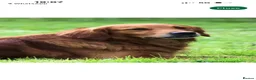 Golden Retriever dogs for sale: Outstanding Quality Puppies  - Advert 9