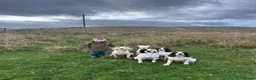 Lurcher dogs for sale: Genuine 3/4 whippet 1/4 collie pups for sale  - Advert 3