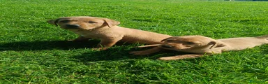 Labrador Retriever Puppy 2