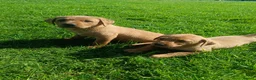 Labrador Retriever dogs for sale: Stunning KC Labrador Puppies⭐READY NOW⭐ - Advert 6