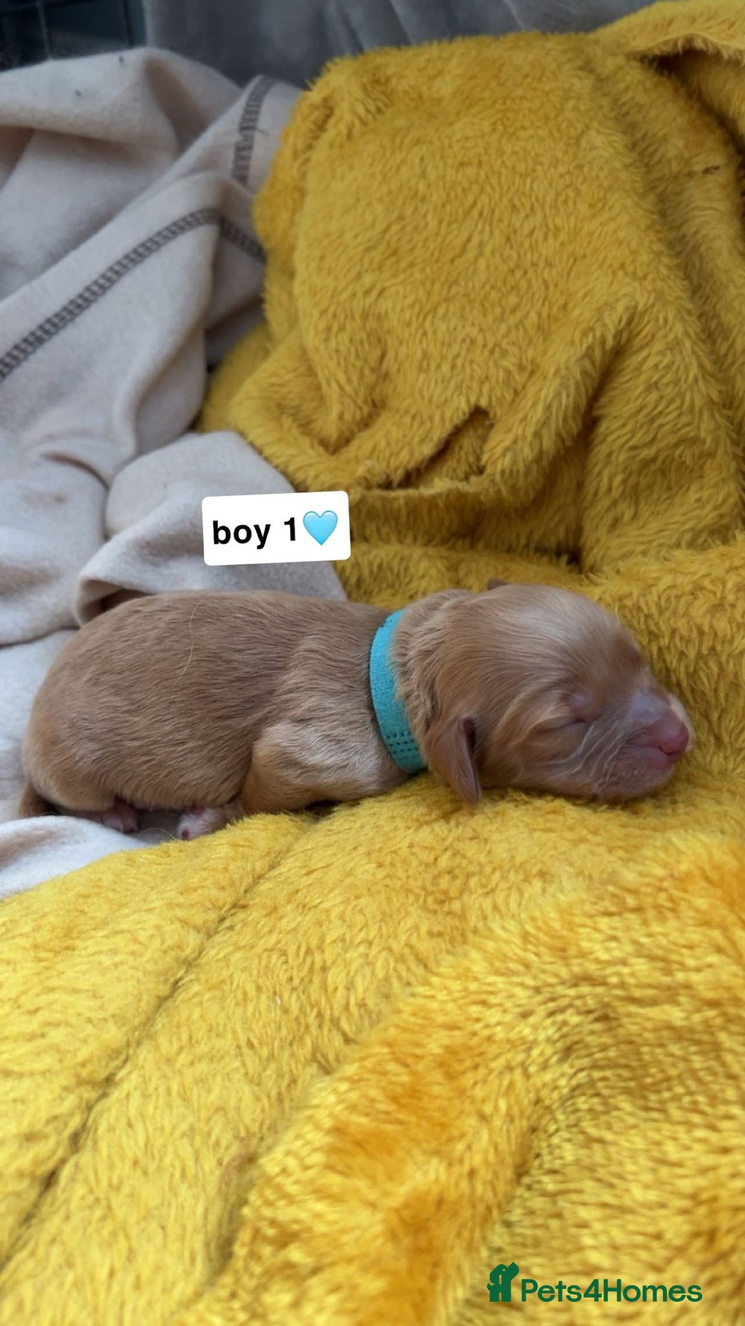 Cockapoo dogs for sale: 2 weeks old cockapoos  - Image 29