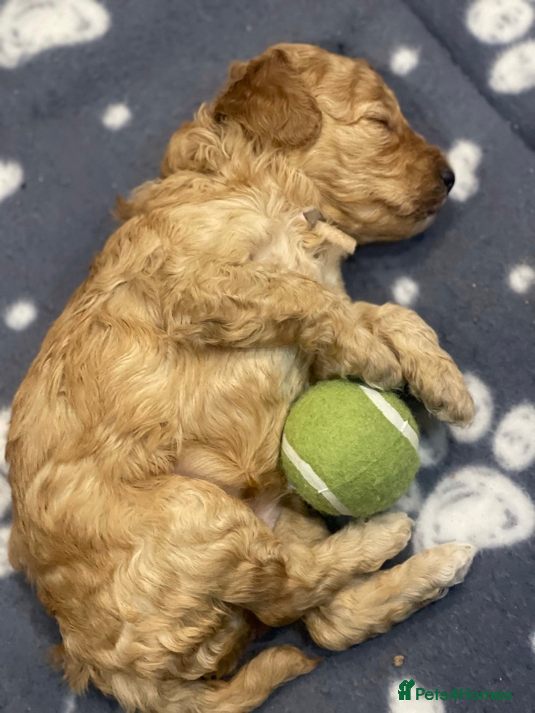 Cockapoo dogs for sale: Beautiful Cockapoo puppies near London - Advert 5