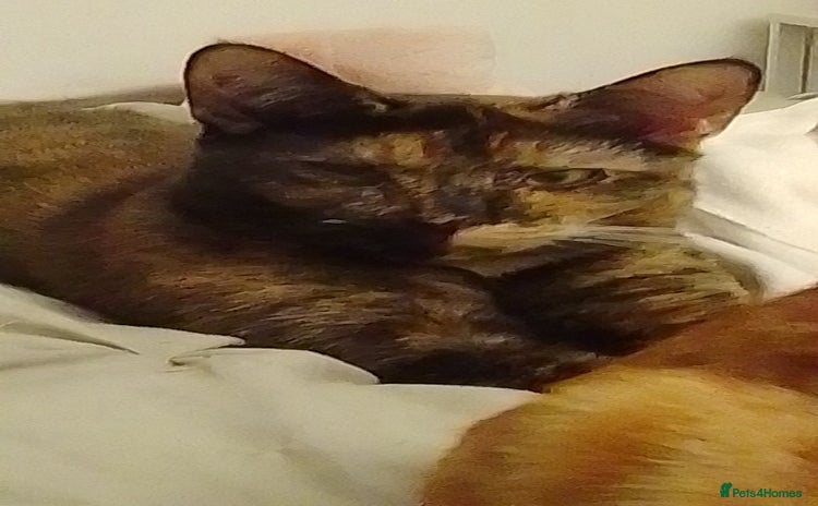 Mixed Breed cats - Advert 8