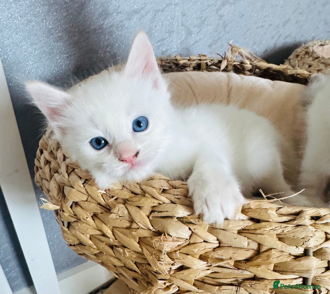 Ragdoll cats for sale: GCCF registered Ragdoll-Red Tabby Boy - Image 7