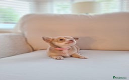 Chihuahua dogs for sale: Chihuahua puppies for sale - Image 27