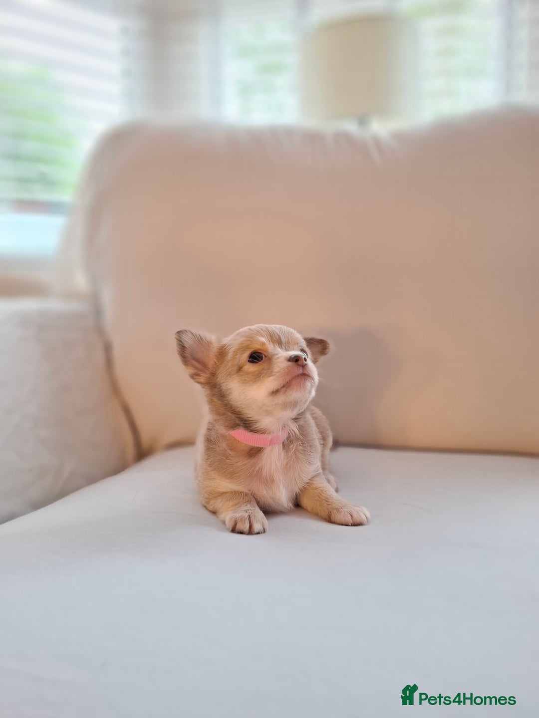 Chihuahua dogs for sale: Chihuahua puppies for sale - Image 27
