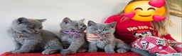 British Shorthair cats for sale: Beautiful Pedigree British Blue Kittens  🐾 - Advert 35