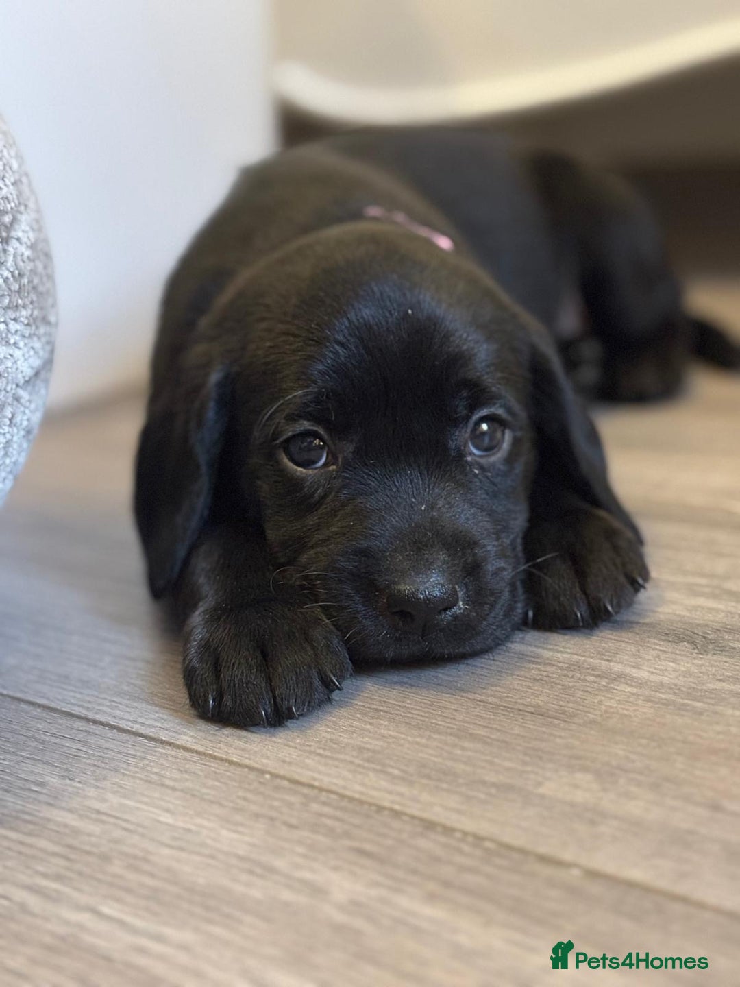 Labrador Retriever dogs for sale: Beautiful Black Pedigree Labrador Puppies - Advert 6